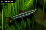 anostomus anostomus anostomus anostomus