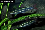 anostomus anostomus anostomus anostomus