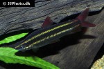 anostomus anostomus anostomus anostomus