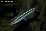 anostomus anostomus anostomus anostomus