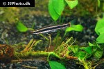anostomus ternetzi anostomus ternetzi