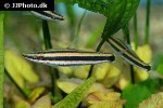 anostomus ternetzi anostomus ternetzi