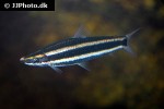 anostomus ternetzi anostomus ternetzi