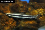 anostomus ternetzi anostomus ternetzi