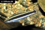 anostomus ternetzi anostomus ternetzi