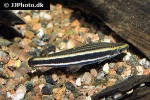 anostomus ternetzi anostomus ternetzi