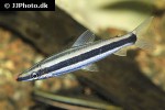 anostomus ternetzi anostomus ternetzi