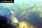 anostomus ternetzi anostomus ternetzi