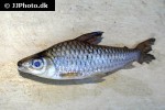 caenotropus labyrinthicus caenotropus labyrinthicus