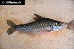 caenotropus labyrinthicus caenotropus labyrinthicus