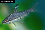 chilodus punctatus chilodus punctatus
