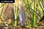 chilodus punctatus chilodus punctatus