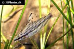chilodus punctatus chilodus punctatus