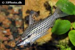 chilodus punctatus chilodus punctatus