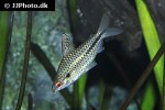 chilodus punctatus chilodus punctatus