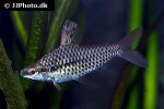 chilodus punctatus chilodus punctatus