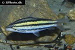 hypomasticus despaxi hypomasticus despaxi