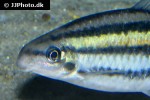 hypomasticus despaxi hypomasticus despaxi