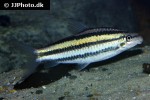 hypomasticus despaxi hypomasticus despaxi