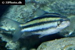 hypomasticus despaxi hypomasticus despaxi