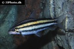 hypomasticus despaxi hypomasticus despaxi