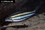hypomasticus despaxi hypomasticus despaxi