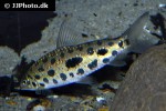 hypomasticus megalepis hypomasticus megalepis