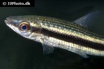 laemolyta taeniata laemolyta taeniata