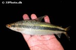 laemolyta taeniata laemolyta taeniata