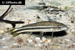 leporellus vittatus leporellus vittatus