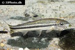 leporellus vittatus leporellus vittatus