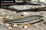 leporellus vittatus leporellus vittatus