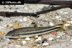 leporellus vittatus leporellus vittatus