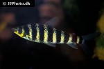 leporinus affinis leporinus affinis