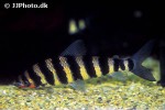 leporinus affinis leporinus affinis