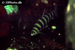 leporinus affinis leporinus affinis