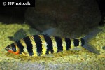 leporinus affinis leporinus affinis