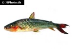 leporinus brunneus leporinus brunneus