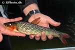 leporinus brunneus leporinus brunneus