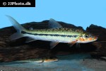 leporinus brunneus leporinus brunneus