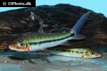 leporinus brunneus leporinus brunneus