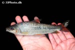 leporinus cf agassizii leporinus cf agassizii