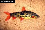leporinus cf granti leporinus cf granti