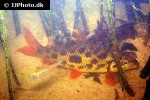 leporinus cf granti leporinus cf granti