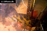 leporinus cf granti leporinus cf granti