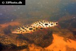 leporinus cf granti leporinus cf granti