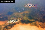 leporinus cf granti leporinus cf granti