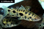 leporinus cf maculatus leporinus cf maculatus