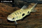 leporinus cf maculatus leporinus cf maculatus