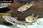 leporinus cf maculatus leporinus cf maculatus